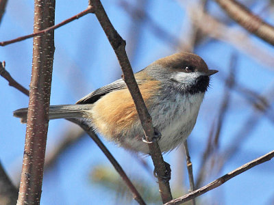 Boreal Chickadee - Poecile hudsonica