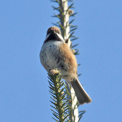 Boreal Chickadee - Poecile hudsonica