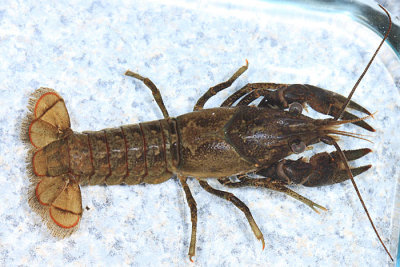 Faxonius virilis