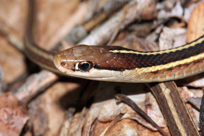 Eastern Ribbon Snake - Thamnophis sauritus sauritus