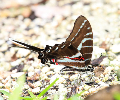 Dark Kite-Swallowtail - Eurytides philolaus