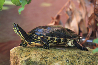 Yucatn Slider - Trachemys venusta iversoni