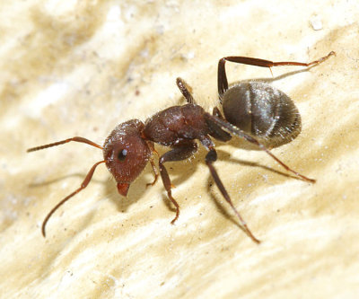Camponotus planatus