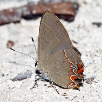  Dusky-blue Groundstreak - Calycopis isobeon 