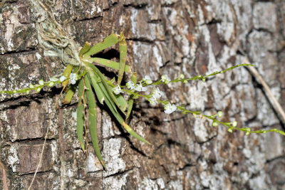 Orchid - Ornithocephalus inflexus