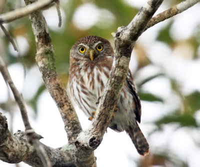 Ferruginous Pygmy Owl - Glaucidium brasilianum