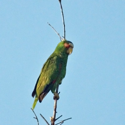 White-fronted Parrot - Amazona albifrons