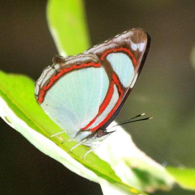 White-edged Red-ring - Pyrrhogyra otolais