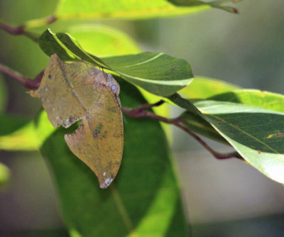 Ghost Leafwing - Zaretis callidryas
