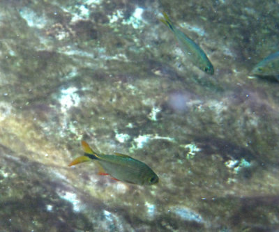 Astyanax bacalarensis  (in the Cenote)