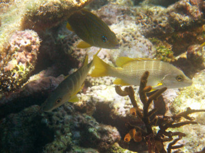 Schoolmaster Snapper - Lutjanus apodus