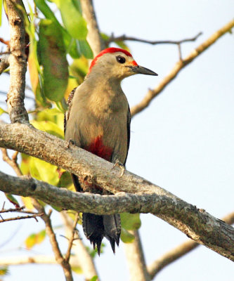 Golden-fronted Woodpecker - Melanerpes aurifrons 