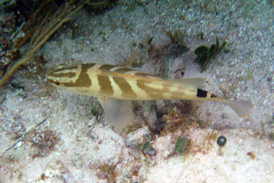 Nassau Grouper - Epinephelus striatus