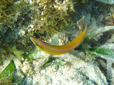 juvenile Yellowhead Wrasse - Halichoeres garnoti