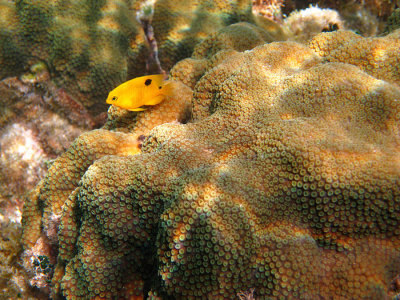 juvenile Threespot Damselfish - Stegastes planifrons over Great Star Coral - Montastraea cavernosa