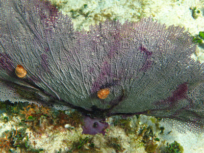 Flamingo tongues (Cyphoma gibosum) on a purple sea fan (Gorgonia ventalina)