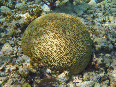  Symmetrical Brain Coral - Pseudodiploria strigosa 