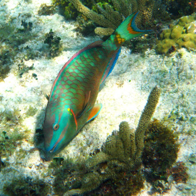 male Stoplight Parrotfish - Sparisoma viride