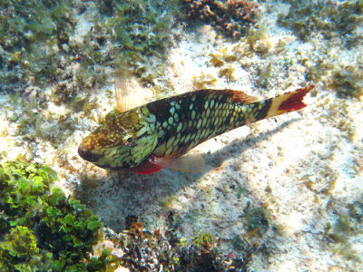 female Stoplight Parrotfish - Sparisoma viride