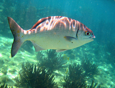 Bermuda Sea Chub - Kyphosus sectatrix