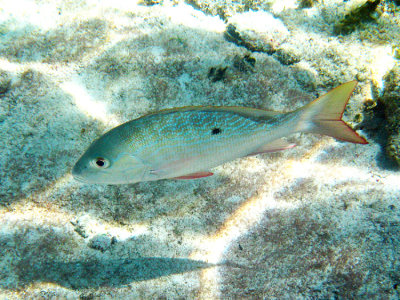 Mutton Snapper - Lutjanus analis