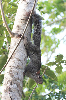 Yucatn Squirrel - Sciurus yucatanensis