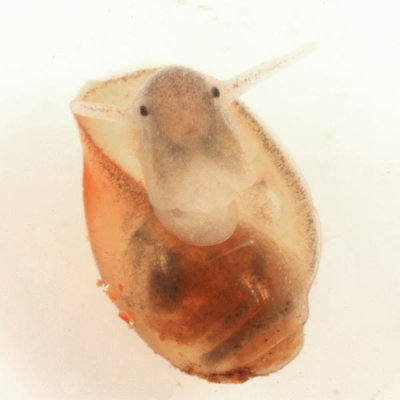  Bladder Snails (Family Physidae)