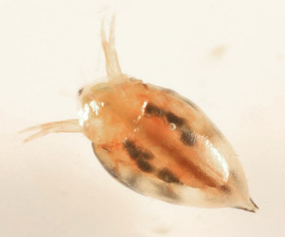 Cladocera - Simocephalus sp.