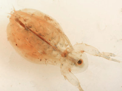 Cladocera (underside) - Simocephalus sp.