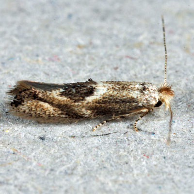 0572 -- Oak Skeletonizer Moth -- Bucculatrix ainsliella