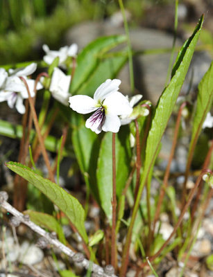 Lance-leaved Violet - Viola lanceolata