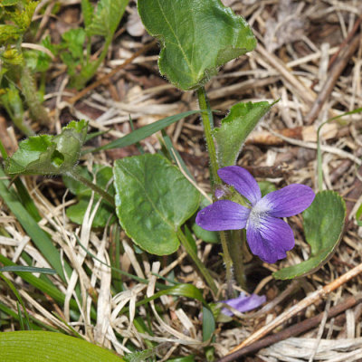 Arrowleaf Violet - Viola sagittata