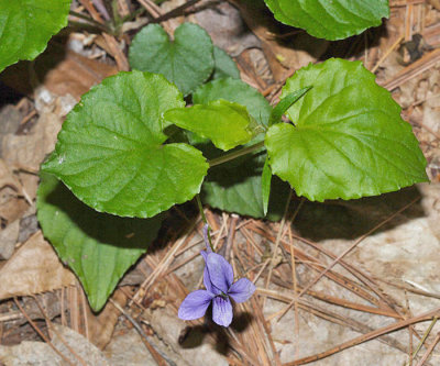 Long-spurred Violet - Viola rostrata