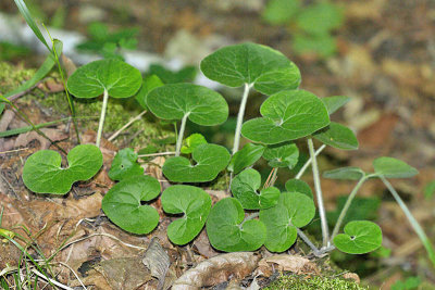 Wild Ginger - Asarum canadense