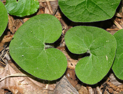 Wild Ginger - Asarum canadense