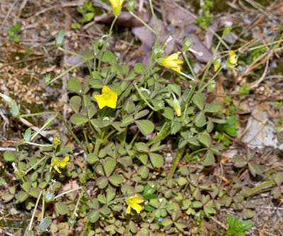 Slender Yellow Woodsorrel - Oxalis dillenii