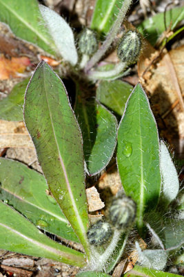 Mouse Ear - Hieracium pilosella