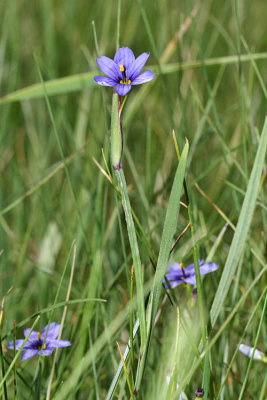  Strict Blue-eyed Grass - Sisyrinchium montanum 