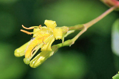  Northern Bush Honeysuckle - Diervilla lonicera 