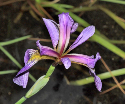  Northern Blue Flag - Iris versicolor 