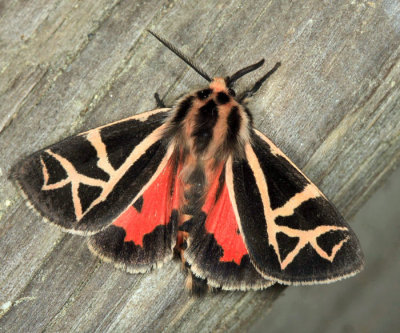 8188 - Figured Tiger Moth - Apantesis figurata