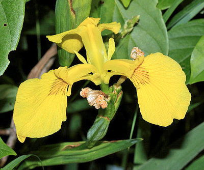 Yellow Iris - Iris pseudacorus