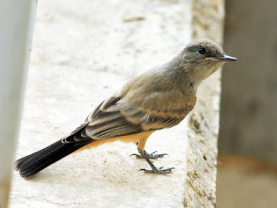 Say's Phoebe - Sayornis saya