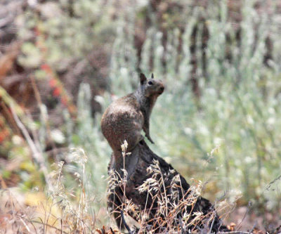 Rock Squirrel - Spermophilus variegatus