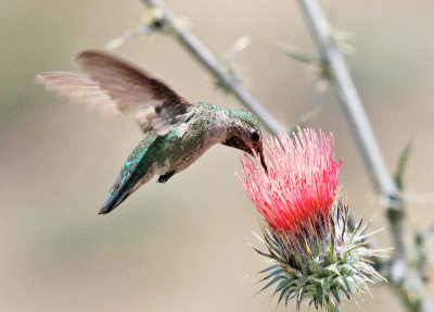 Black-chinned Hummingbird - Archilochus alexandri