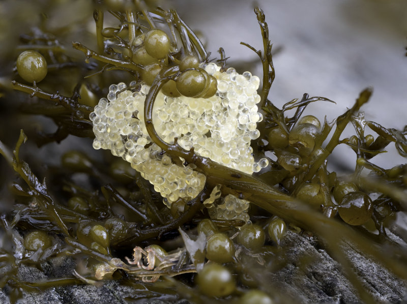 Mystery eggs