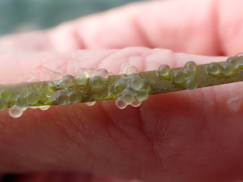 Herring Eggs - 2 days after spawning