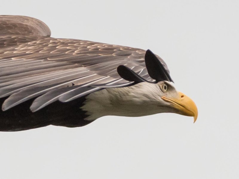 eagle profile