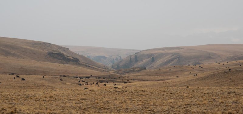 Zumwalt Prairie