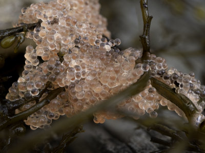 Red Herring eggs?